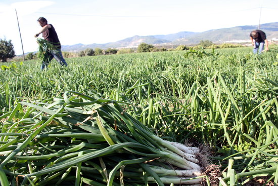 Collita de calçots