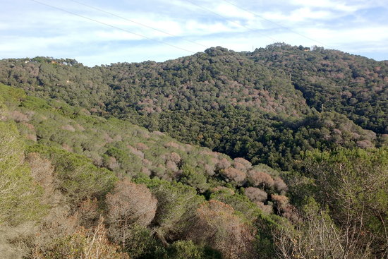 Afectació del tomicus