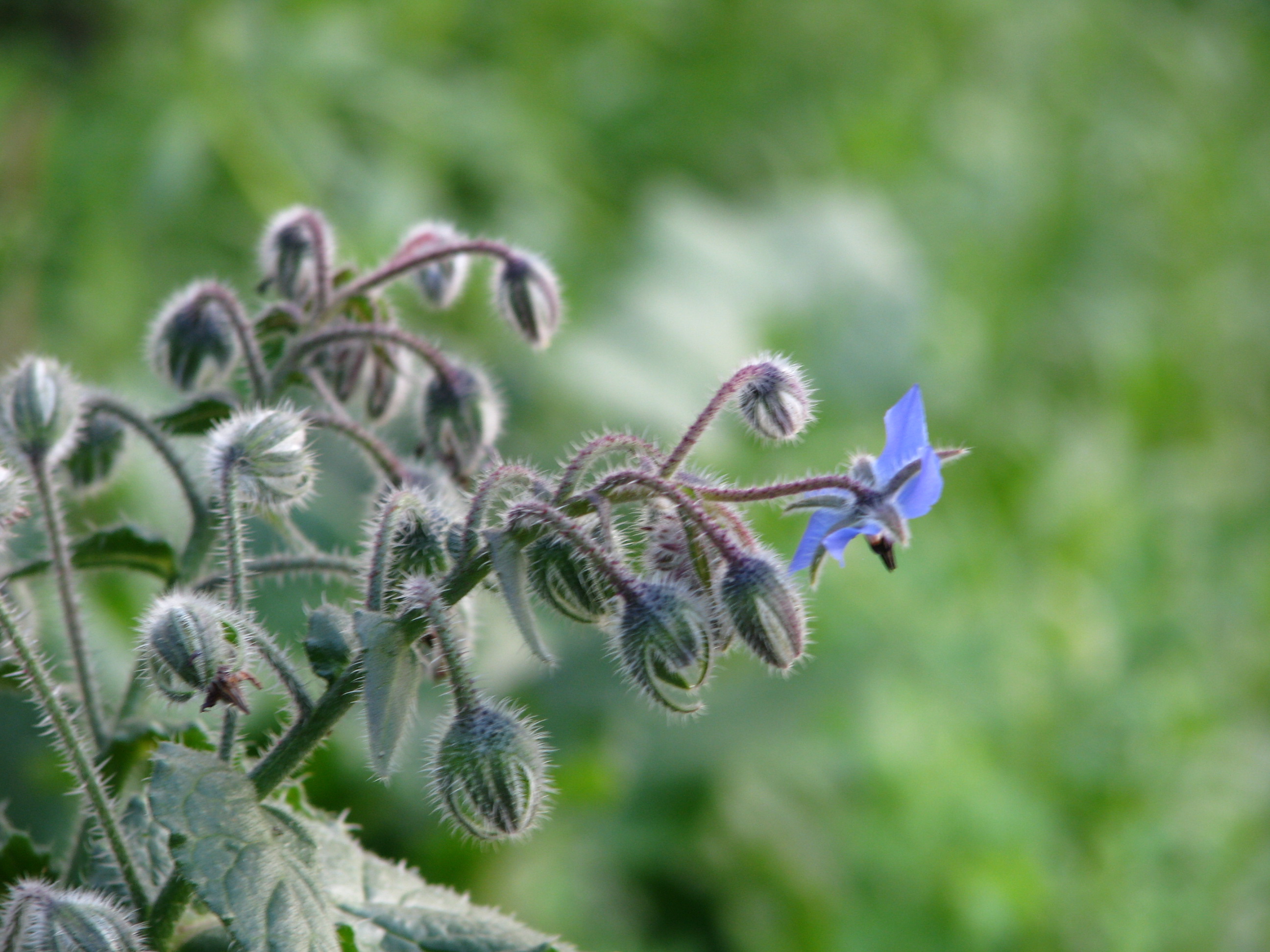 flor