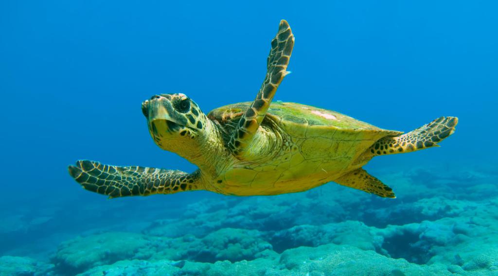 Caretta Caretta