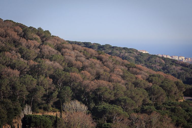 bosc del montnegre