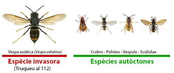 Vespa asiàtica en comparació amb altres espècies